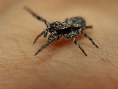 Platycryptus undatus