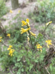 Corydalis halei