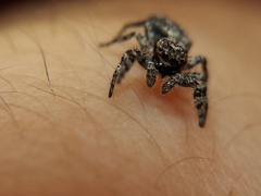 Platycryptus undatus