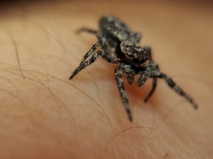 Platycryptus undatus