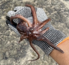 Callistoctopus
