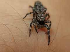 Platycryptus undatus