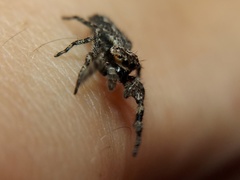 Platycryptus undatus