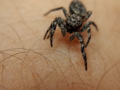 Platycryptus undatus