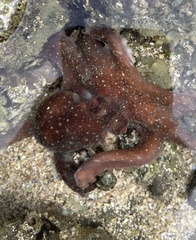 Callistoctopus