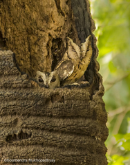 Otus bakkamoena