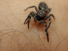 Platycryptus undatus