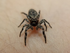 Platycryptus undatus