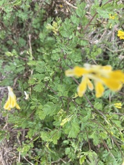 Corydalis halei