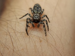 Platycryptus undatus