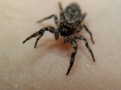 Platycryptus undatus