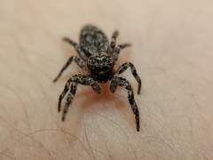 Platycryptus undatus