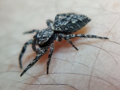 Platycryptus undatus
