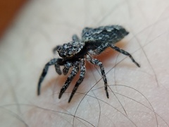 Platycryptus undatus