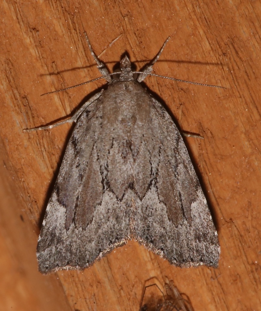 Cypress Looper