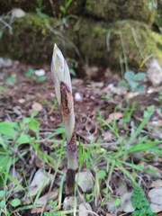 Limodorum trabutianum