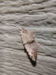 Macaria aequiferaria