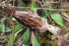 Morchella deliciosa