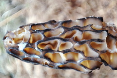 Morchella deliciosa