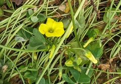 Oxalis pes-caprae