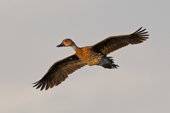West Indian Whistling Duck photo 4