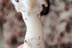 Morchella deliciosa