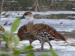 West Indian Whistling Duck photo 3
