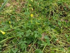Oxalis pes-caprae