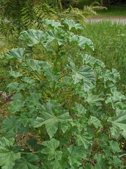 Malva