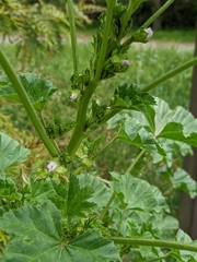 Malva