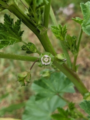 Malva