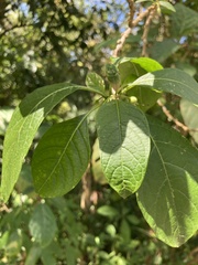Iochroma arborescens
