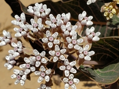 Asclepias humistrata image