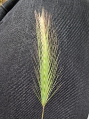 Hordeum