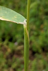 Hordeum