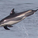 Delfín de Flancos Blancos - Photo (c) Anna, algunos derechos reservados (CC BY-SA)