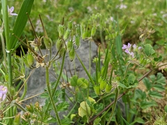Erodium