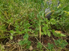 Erodium