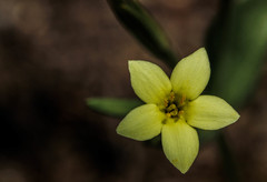 Centaurium maritimum