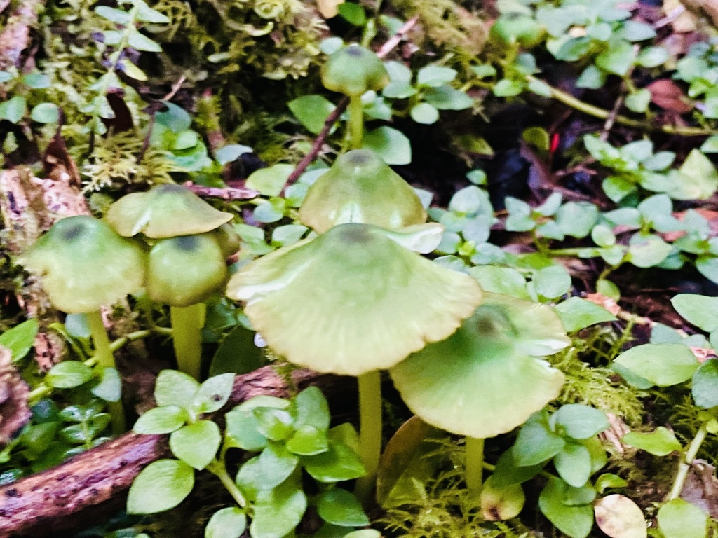 Entoloma necopinatum · March 2022 · photo: © fonturbel (iNaturalist, cc-by)