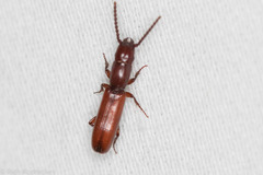 Taphroscelidia linearis