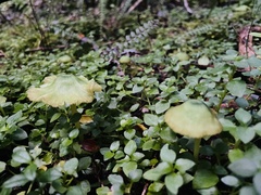 Entoloma necopinatum