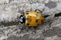 Hippodamia convergens