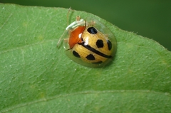 Chiridopsis bowringii