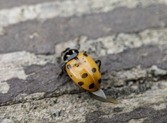 Hippodamia convergens