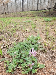 Astragalus crassicarpus