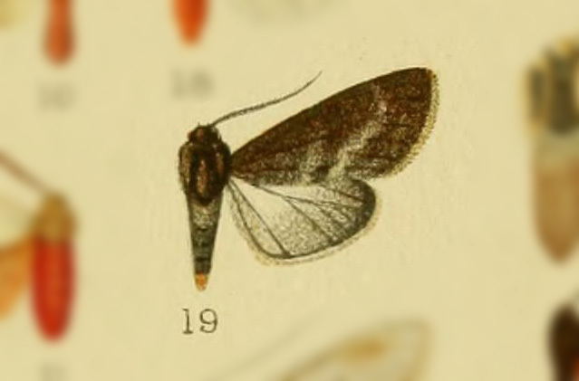 Euchaetes psara