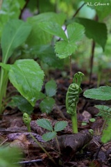 Botrychium ascendens