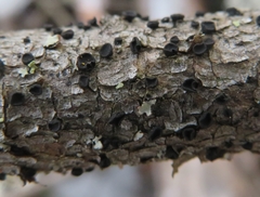 Tryblidiopsis pinastri