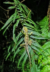 Diploderma slowinskii